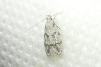 Symmoca signatella