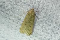 Acompsia tripunctella