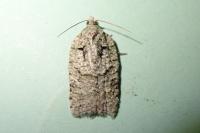 Acleris literana