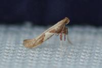 Caloptilia stigmatella