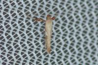 Caloptilia stigmatella