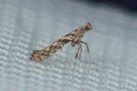 Caloptilia cuculipennella