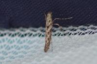 Caloptilia cuculipennella
