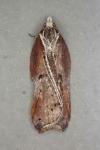Acleris cristana