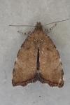 Choreutis pariana