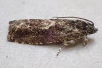 Pammene giganteana