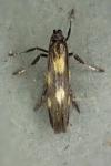 Euspilapteryx auroguttella