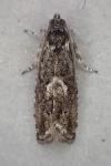 Pammene giganteana