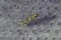 Acrocercops brongniardella