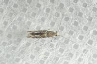 Acrocercops brongniardella