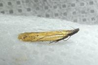 Dichomeris acuminata