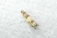 Crocidosema plebejana
