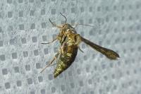 Microsphecia tineiformis