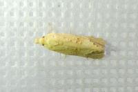Cochylimorpha meridiana