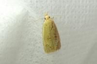 Cochylimorpha meridiana