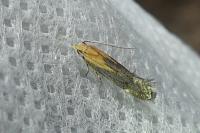 Stomopteryx basalis