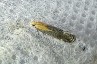 Stomopteryx basalis