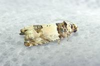 Epinotia thapsiana