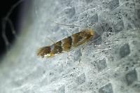 Cameraria ohridella