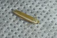 Pleurota aristella