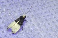 Trichophaga bipartitella