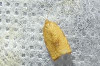 Cacoecimorpha pronubana