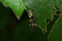 Mompha lacteella