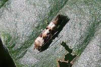 Mompha lacteella