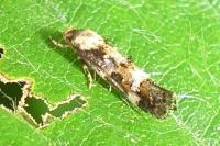 Mompha lacteella