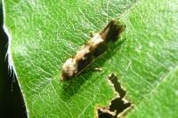 Mompha lacteella