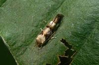 Mompha lacteella