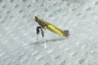 Caloptilia azaleella