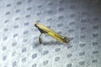 Caloptilia azaleella