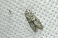 Penestoglossa dardoinella