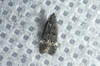 Dichomeris alacella
