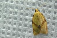 Clepsis consimilana