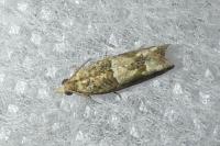 Crocidosema plebejana