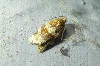 Argyrotaenia ljungiana