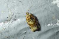 Argyrotaenia ljungiana
