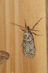 Diurnea fagella