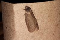 Tortricodes alternella