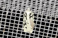 Acleris literana