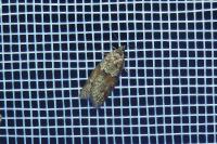 Tortricodes alternella