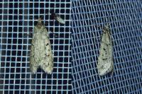 Diurnea fagella