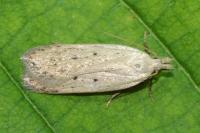 Nothris verbascella