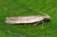 Nothris verbascella