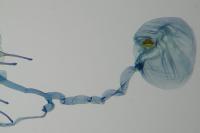 Nothris verbascella