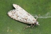 Diurnea fagella