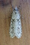 Diurnea fagella