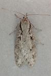 Semioscopis avellanella